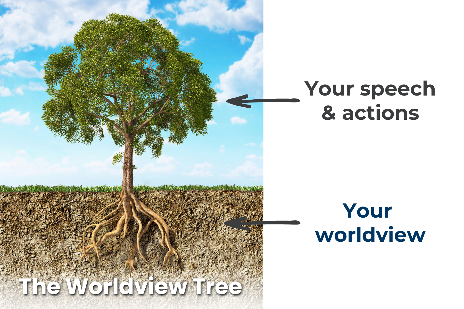 The Worldview Tree illustrating how beliefs shape words and actions